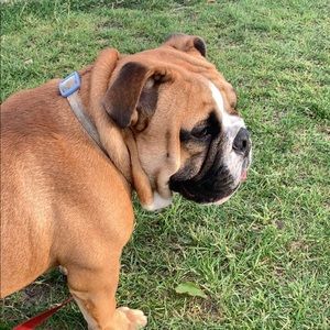 Meet your Posher, Hector